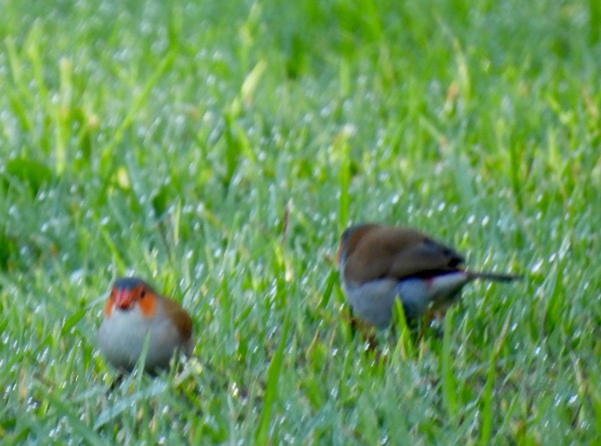 Orange-cheeked Waxbill - ML625341098
