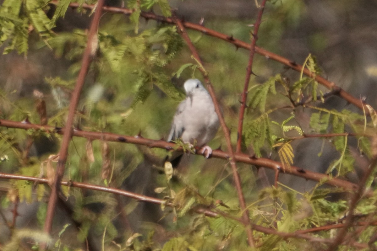 Plain-breasted Ground Dove - ML625341121