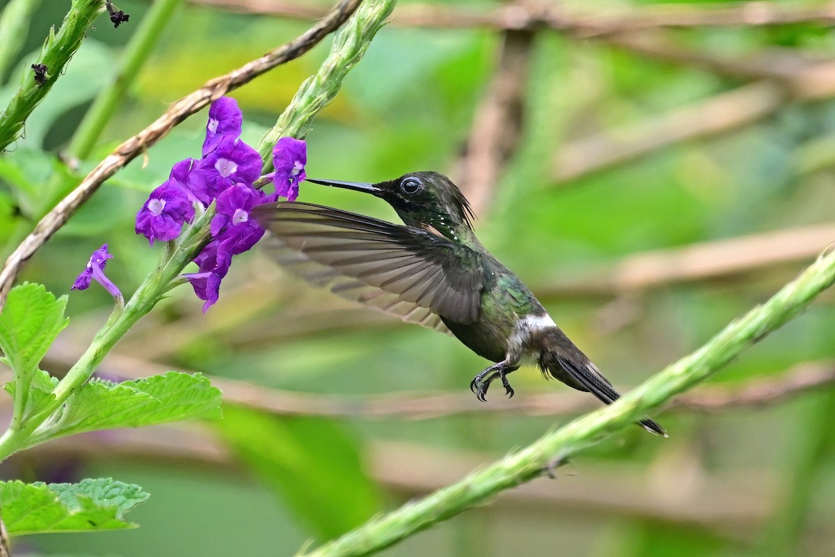 Butterfly Coquette - ML625341157