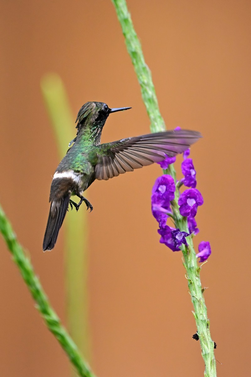 Butterfly Coquette - ML625341158