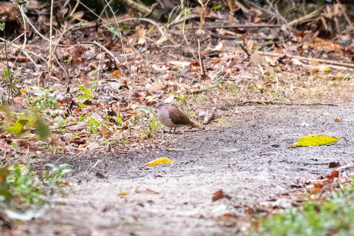 Violaceous Quail-Dove - ML625341181