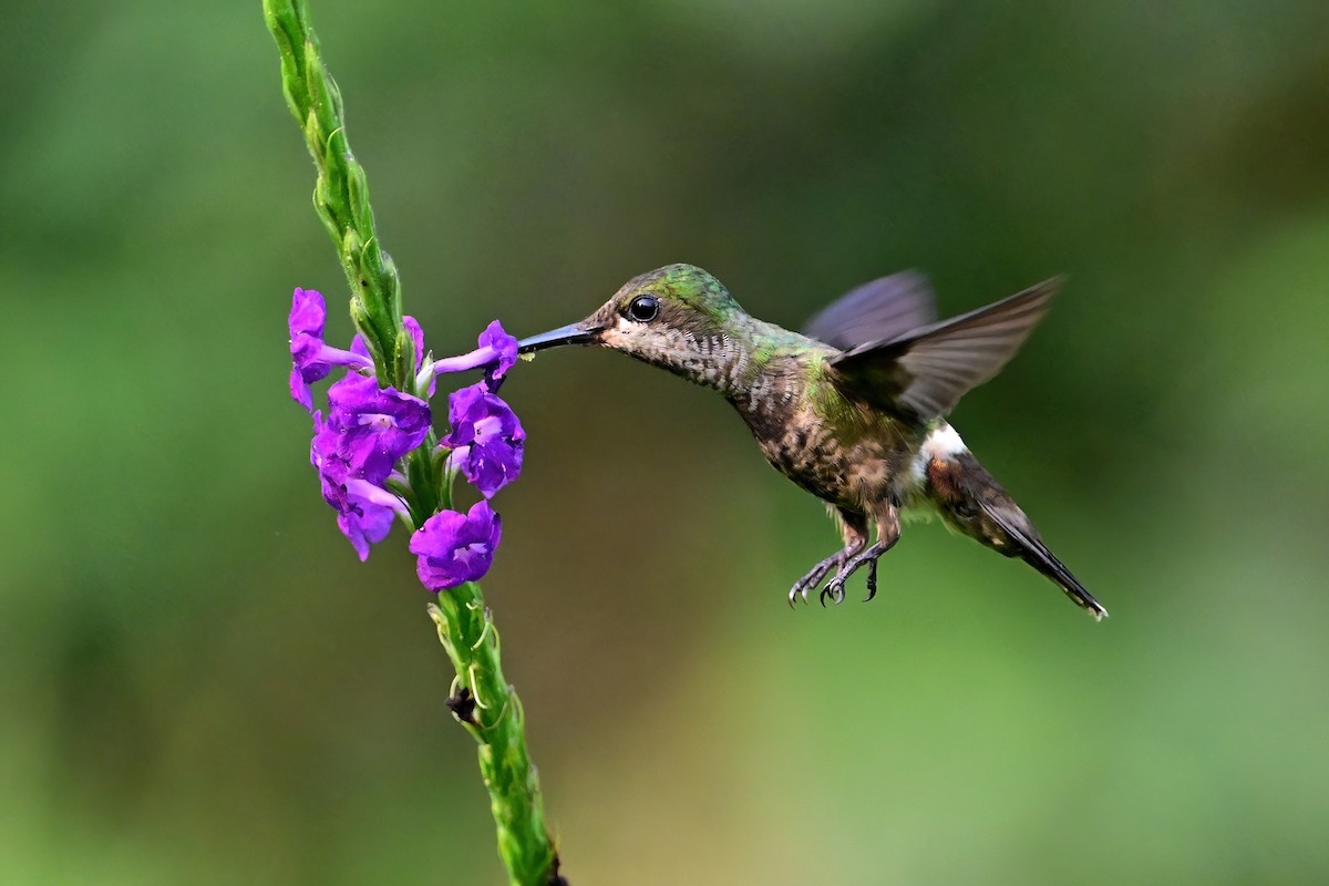 Butterfly Coquette - ML625341183