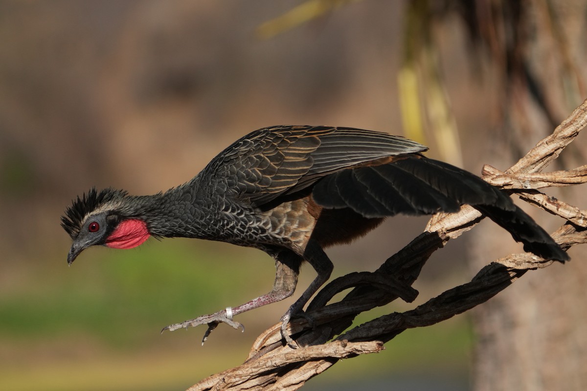 White-browed Guan - ML625341317