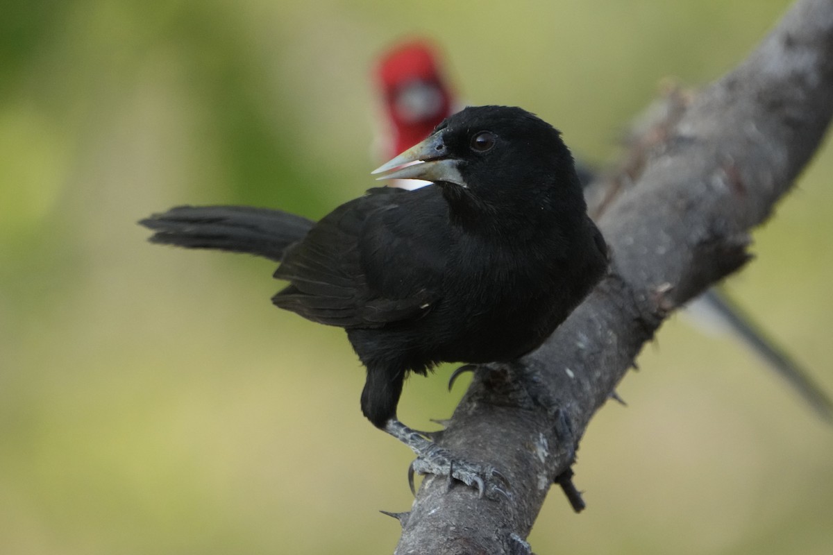 Solitary Black Cacique - ML625341368