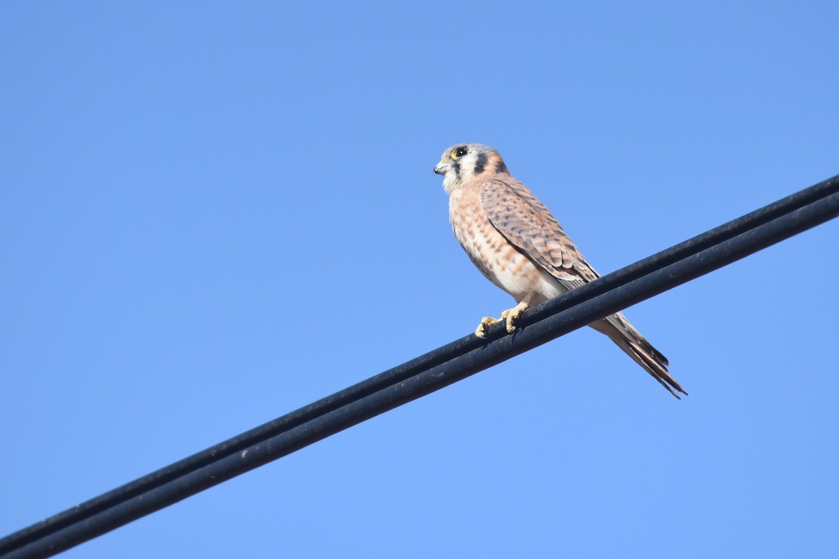 American Kestrel - ML625341384