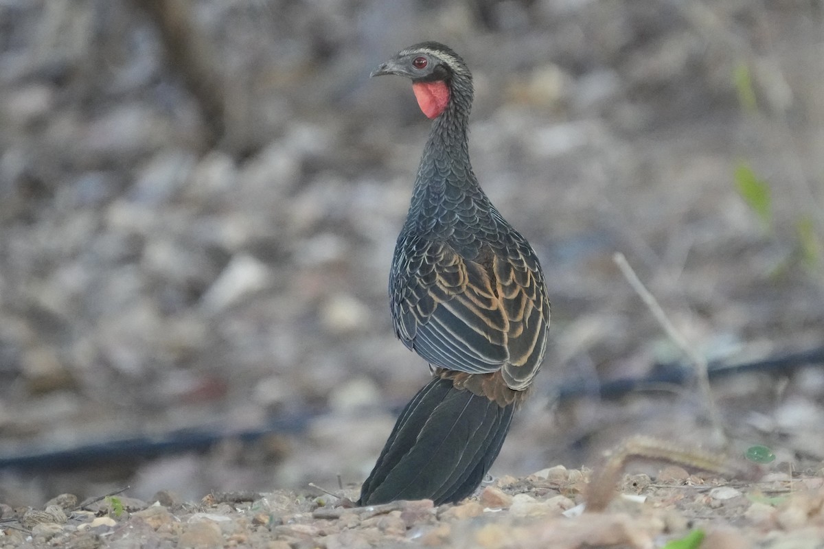 White-browed Guan - ML625341401