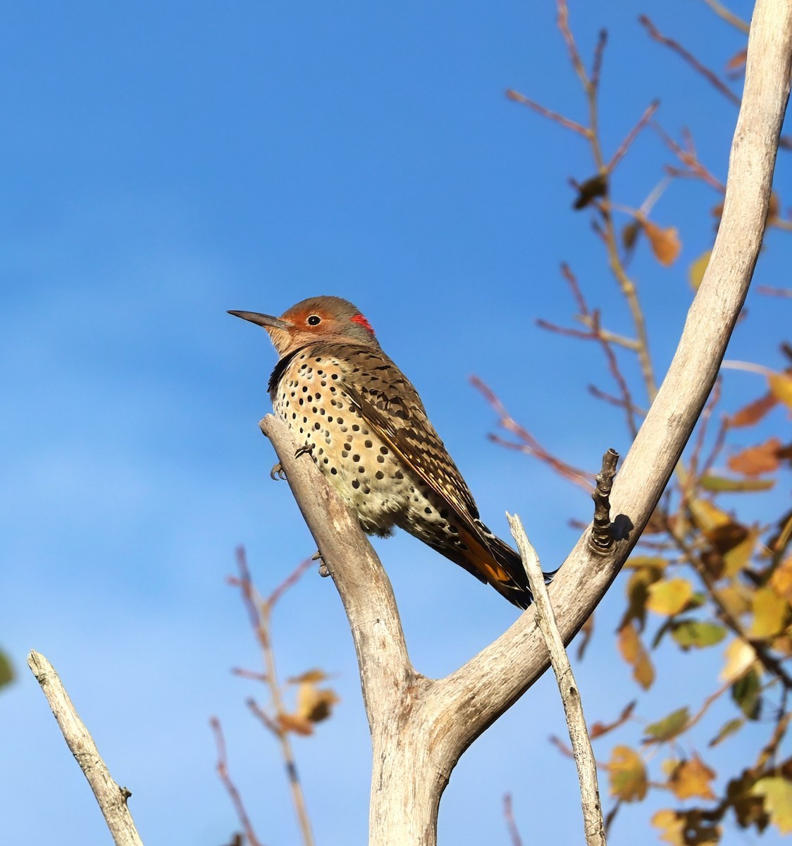Northern Flicker - ML625341417