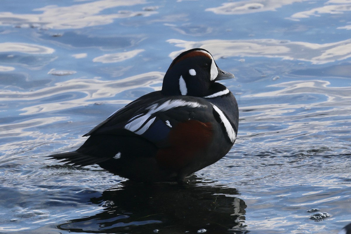 Harlequin Duck - ML625341429