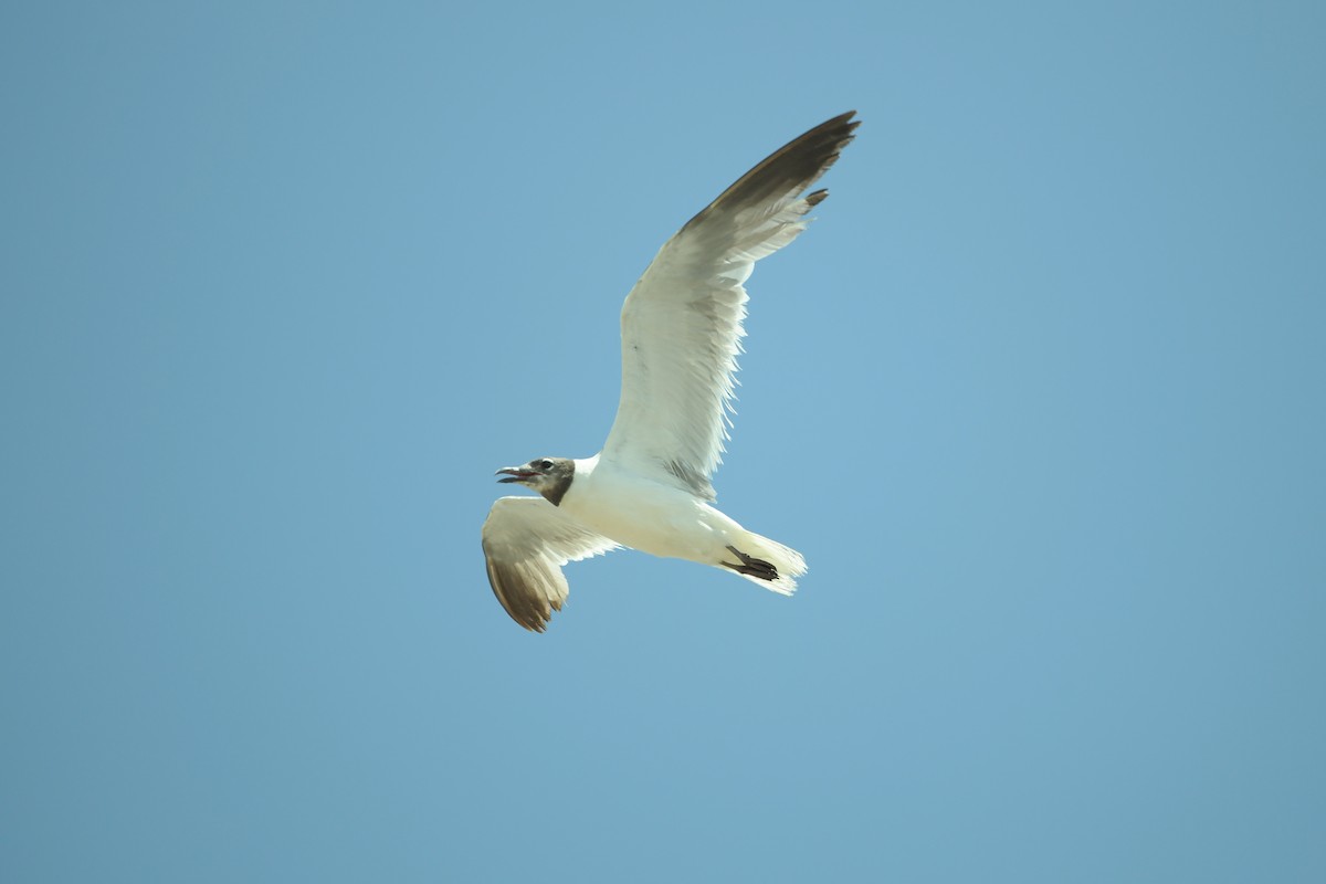 Gaviota Guanaguanare - ML625341486