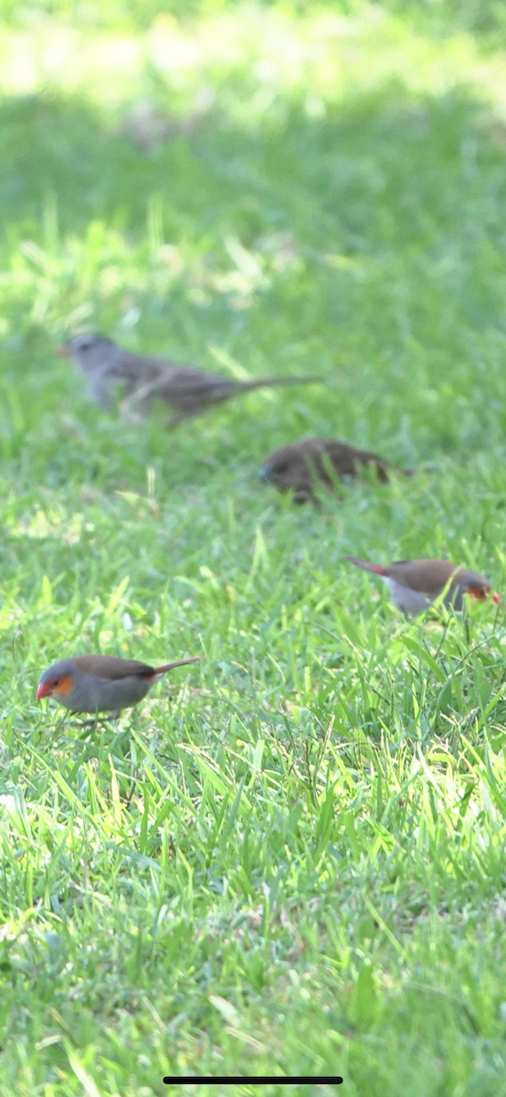 Orange-cheeked Waxbill - ML625341620