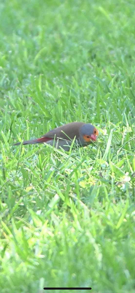 Orange-cheeked Waxbill - ML625341622