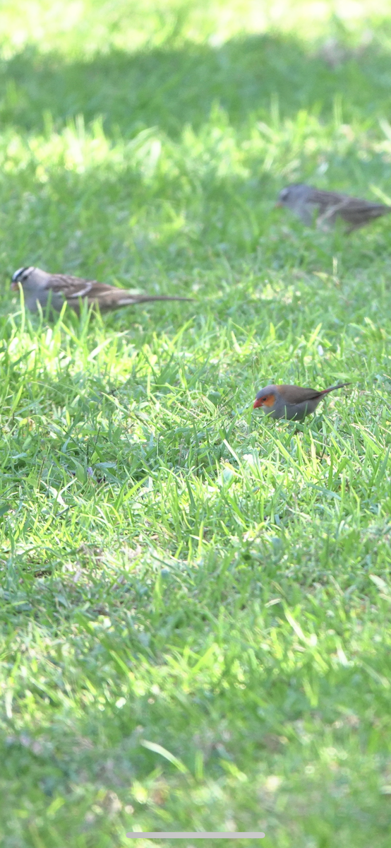 Orange-cheeked Waxbill - ML625341623