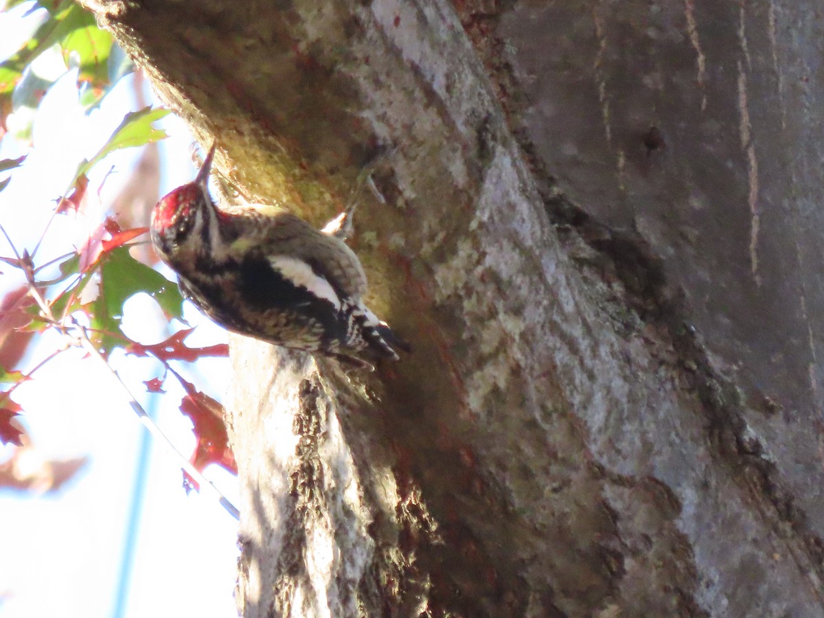 Yellow-bellied Sapsucker - ML625341743