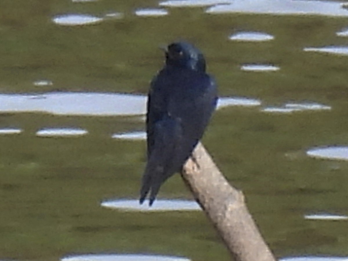 White-banded Swallow - ML625341793