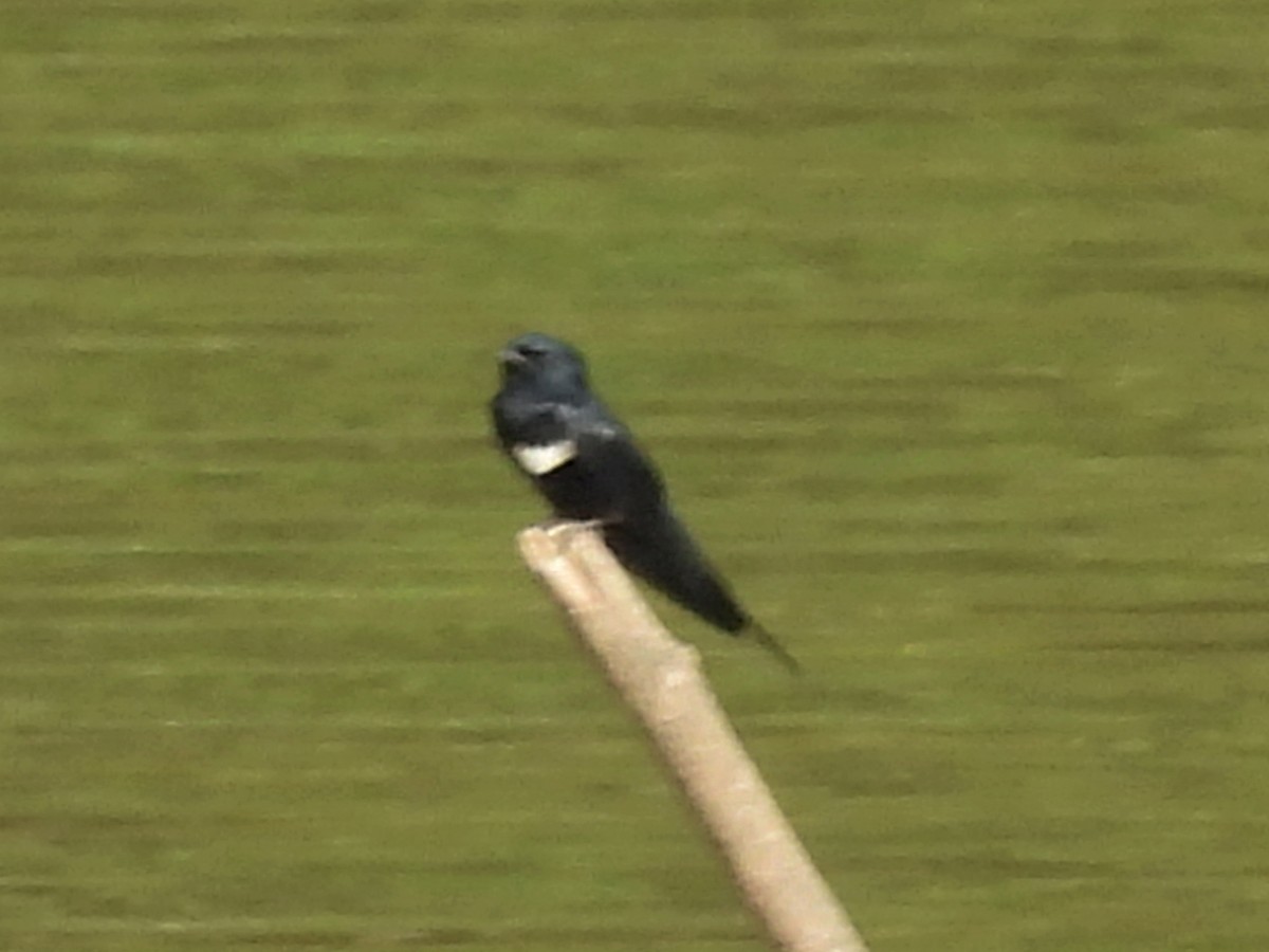 White-banded Swallow - ML625341796