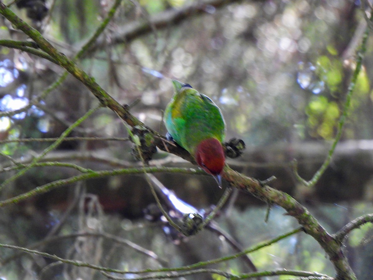 Bay-headed Tanager - ML625341825