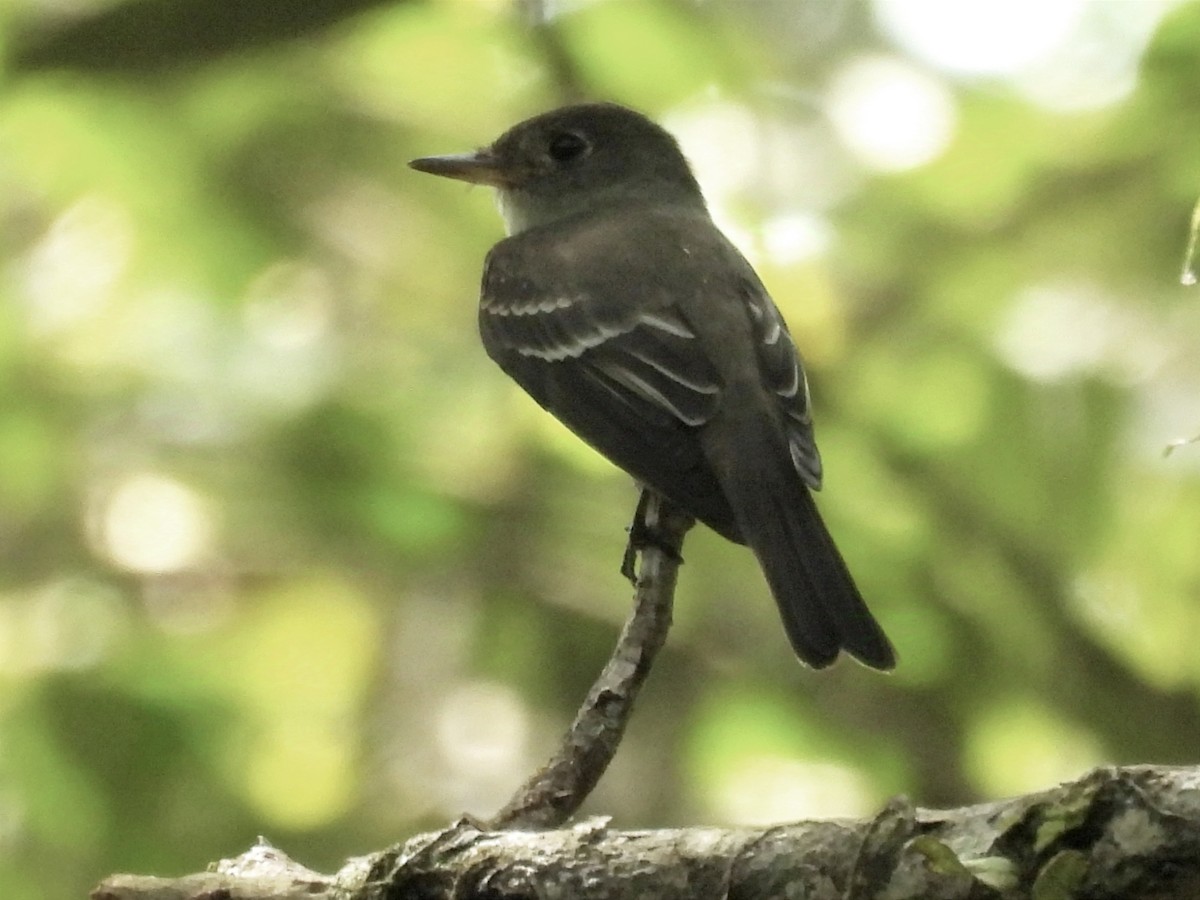 Western Wood-Pewee - ML625342012