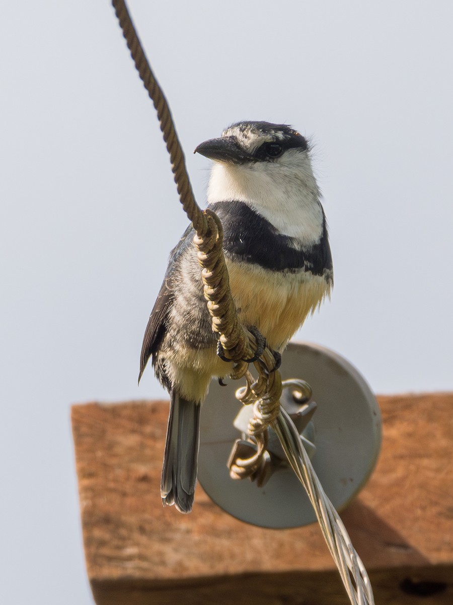 Buff-bellied Puffbird - ML625342100