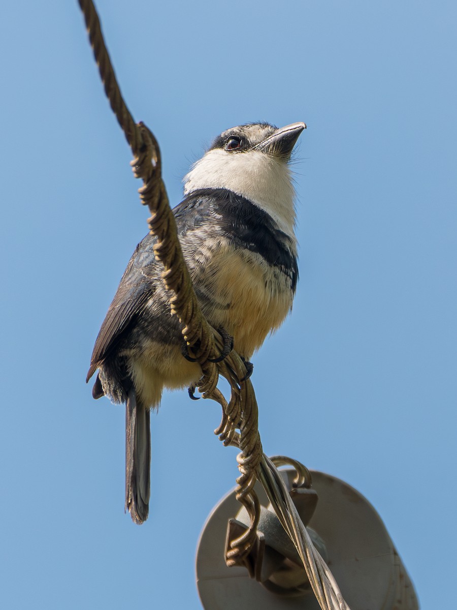 Buff-bellied Puffbird - ML625342101