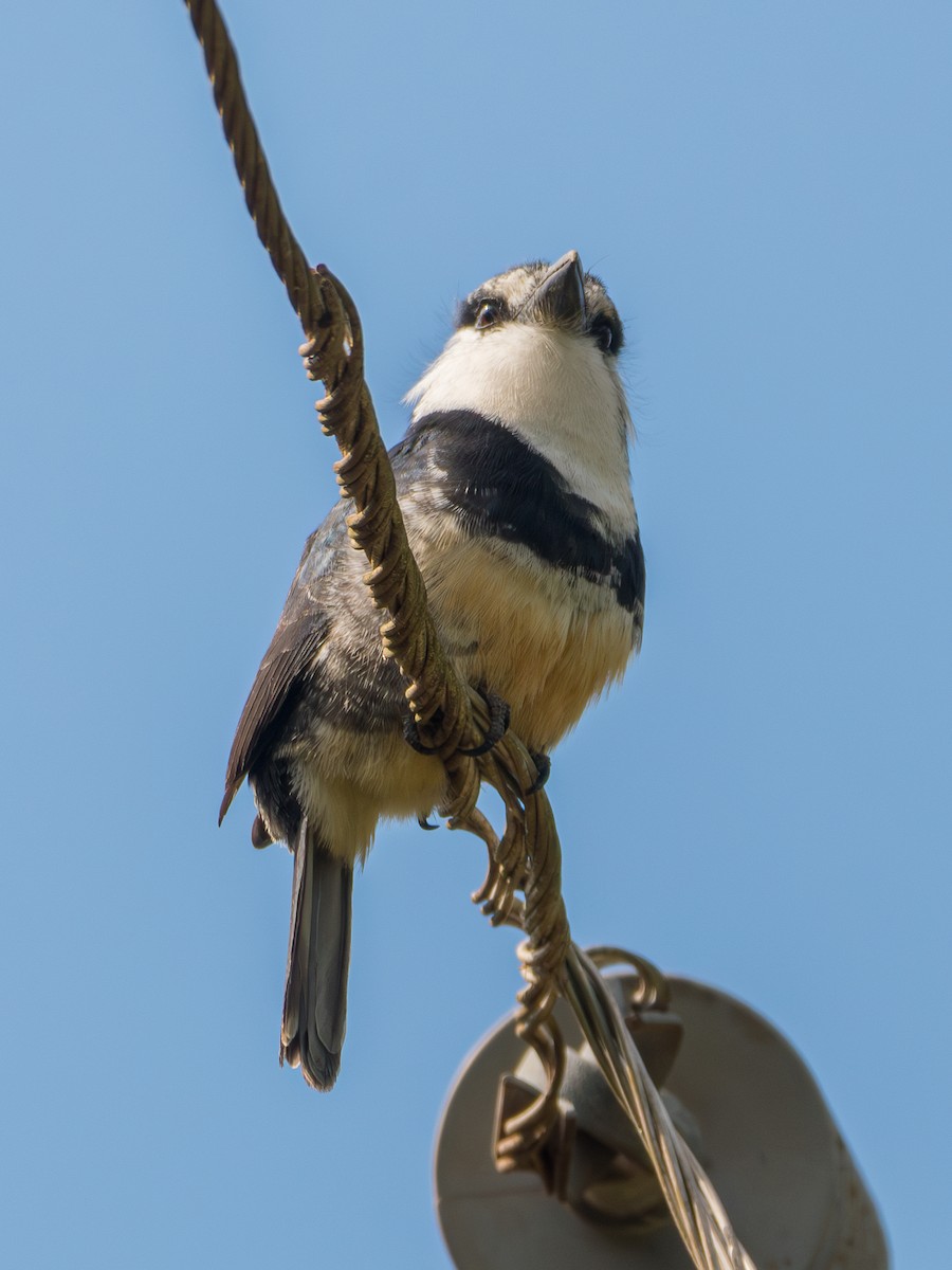 Buff-bellied Puffbird - ML625342102