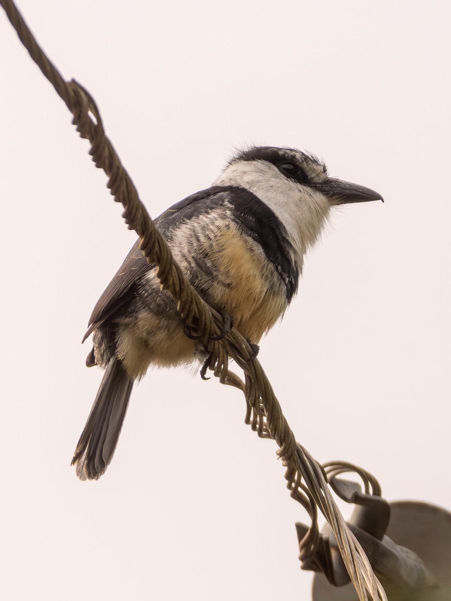 Buff-bellied Puffbird - ML625342103