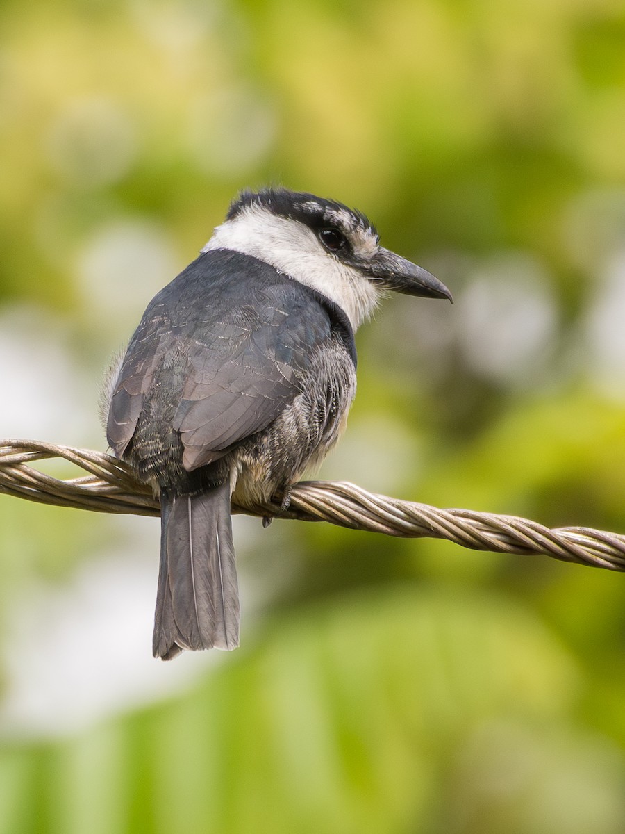 Buff-bellied Puffbird - ML625342104