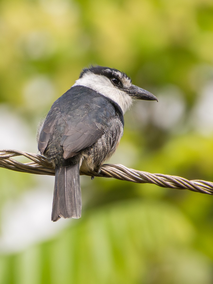 Buff-bellied Puffbird - ML625342105