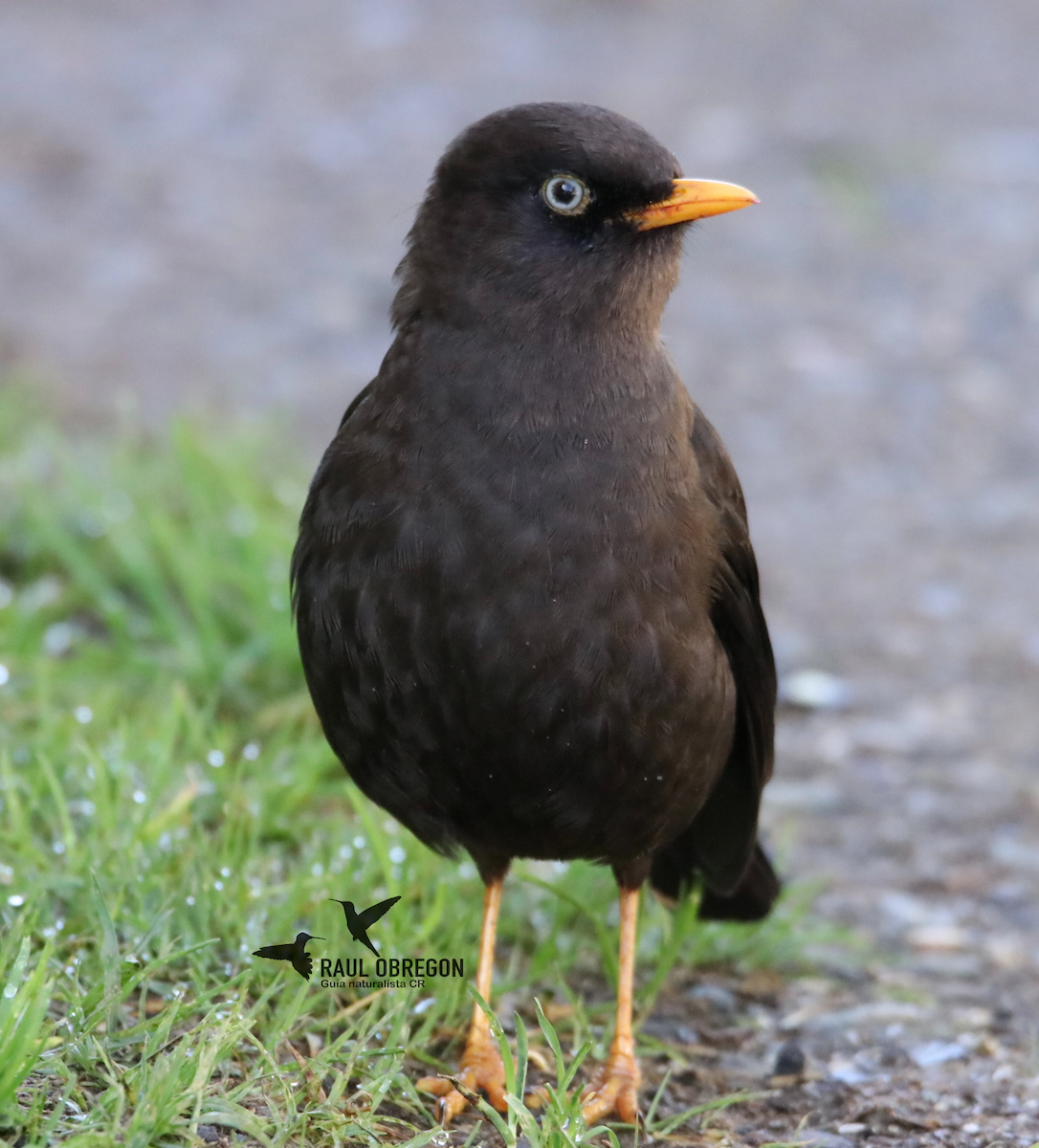 Sooty Thrush - ML625342106