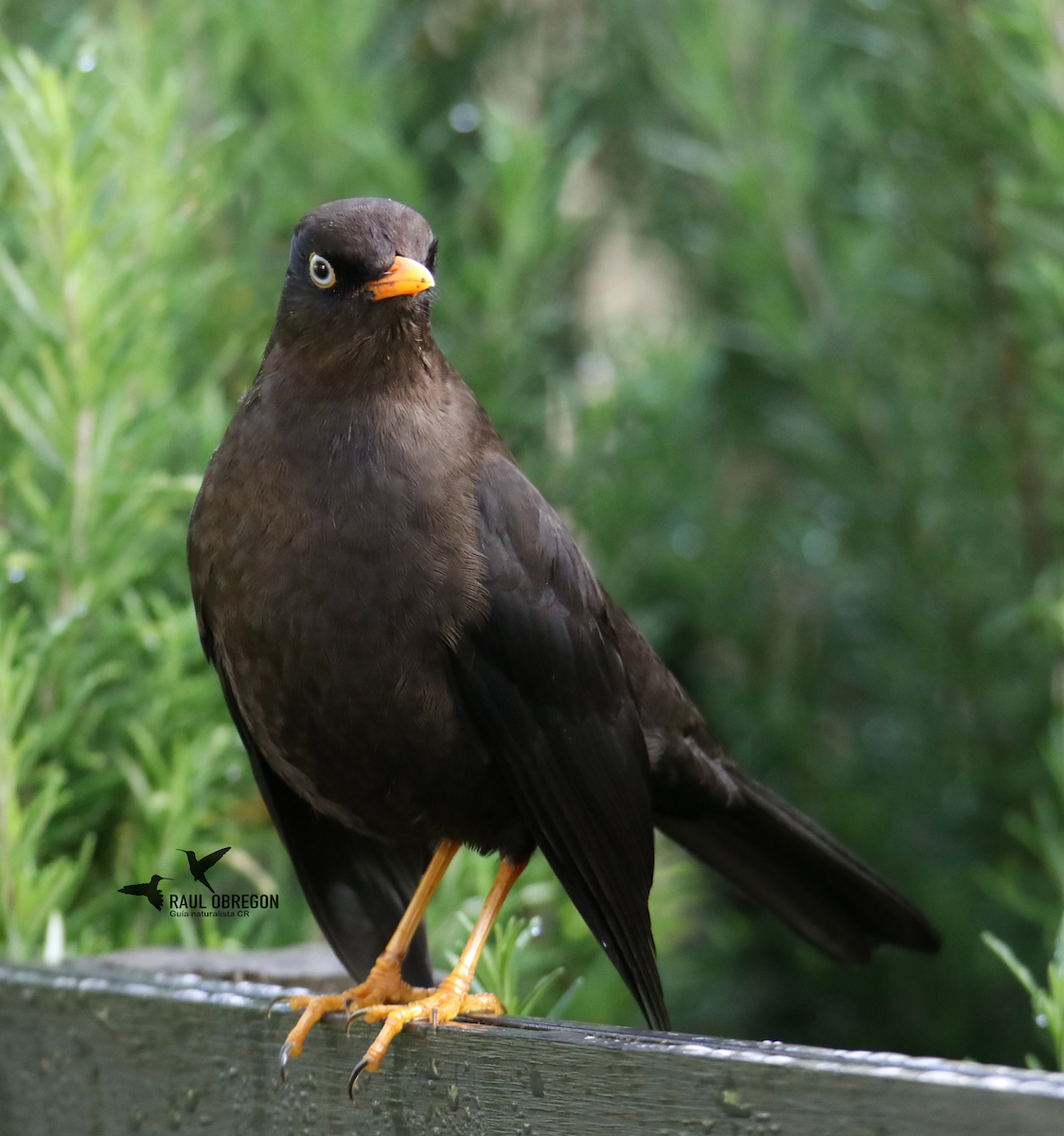 Sooty Thrush - ML625342107