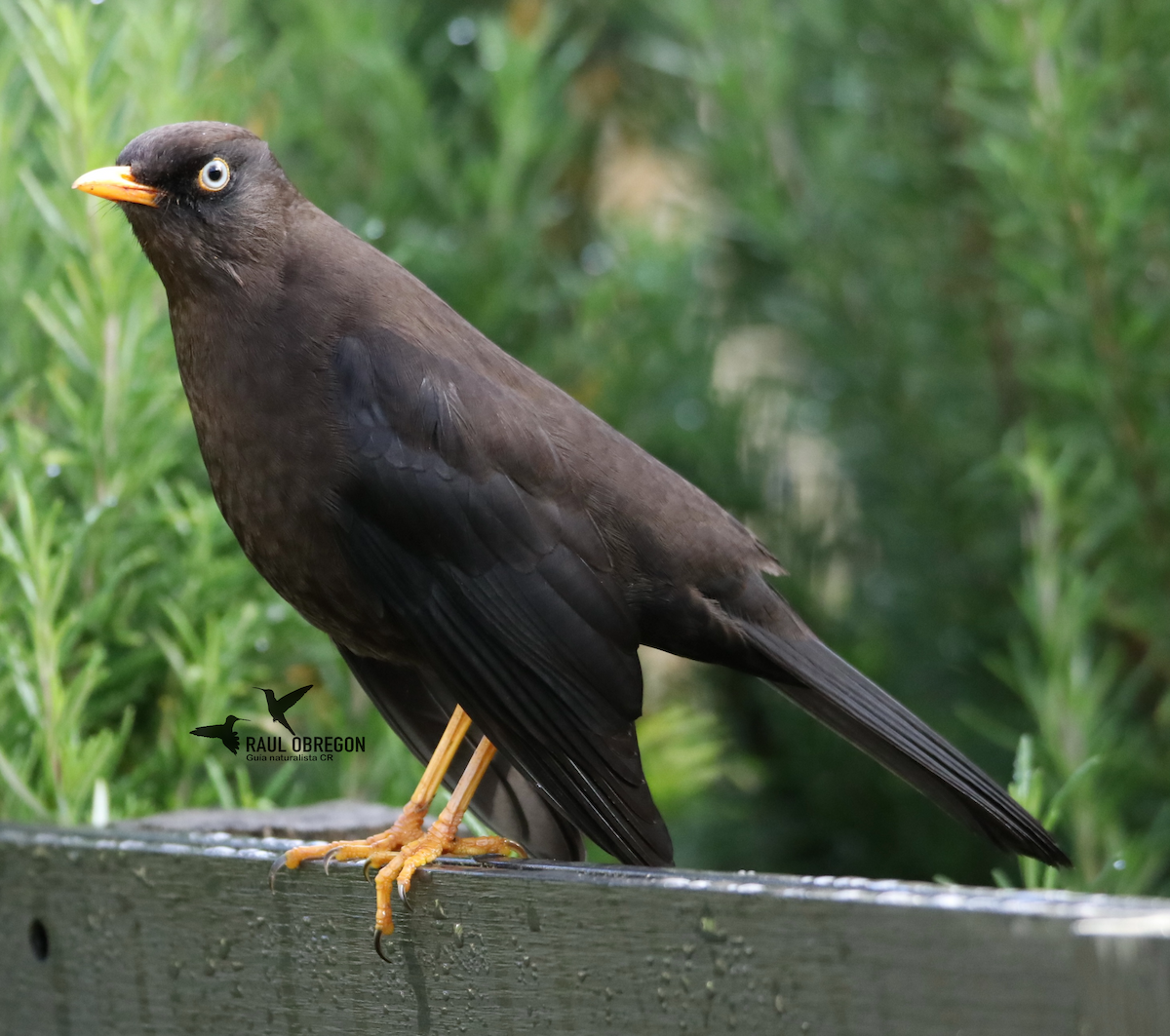 Sooty Thrush - ML625342108