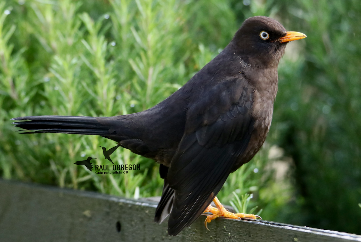 Sooty Thrush - Raúl Obregón