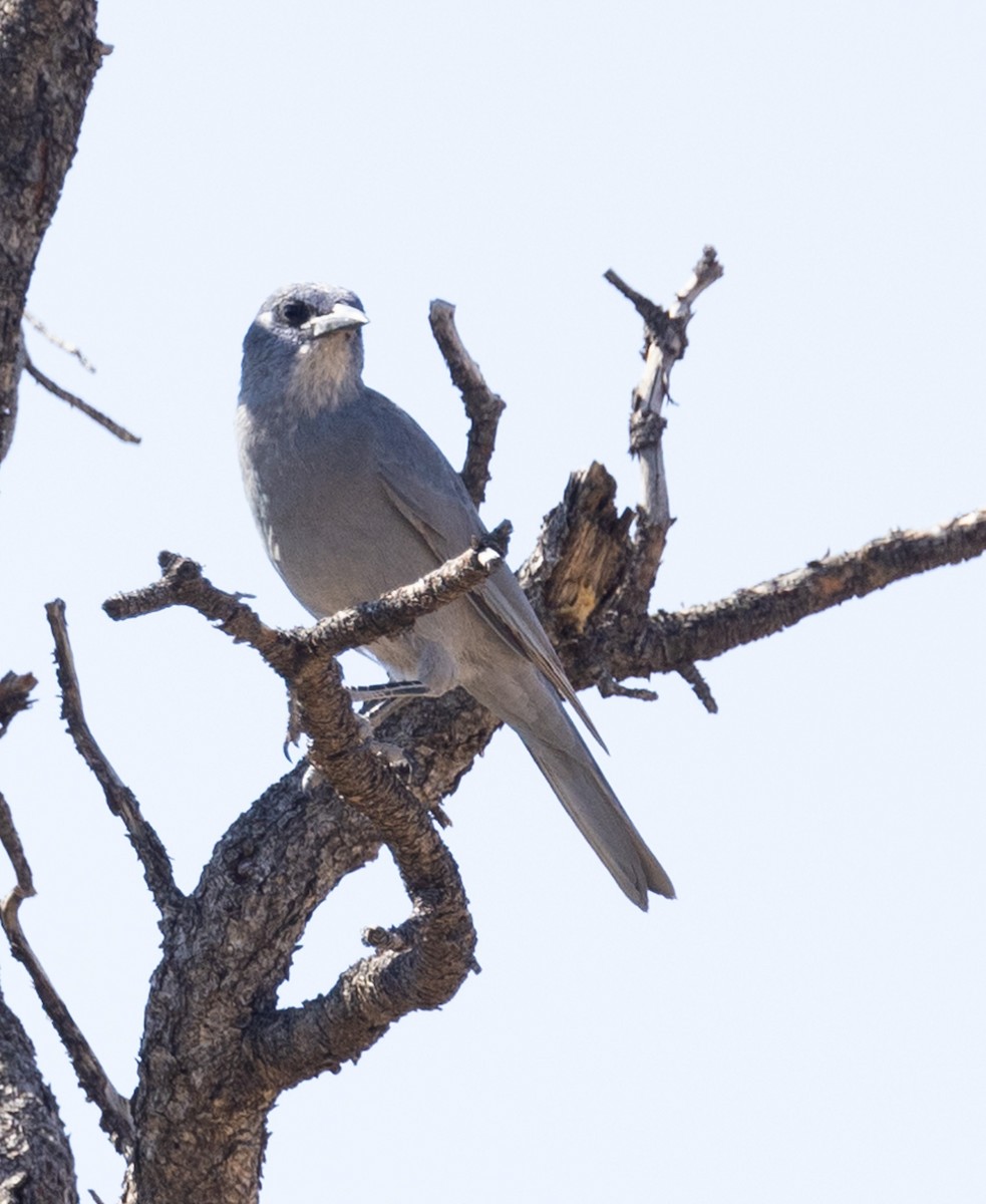 Pinyon Jay - ML625342111