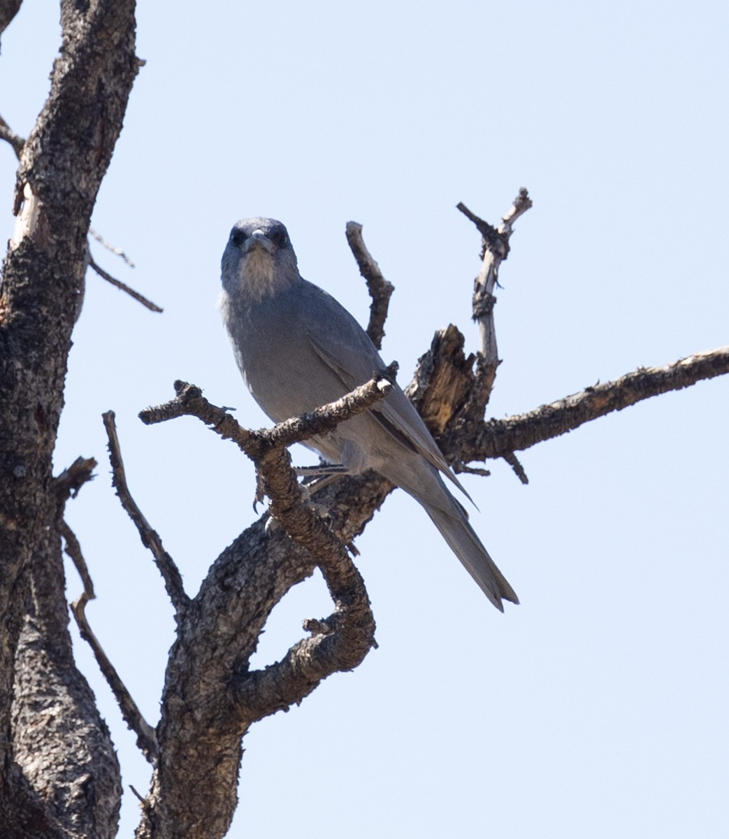 Pinyon Jay - ML625342112