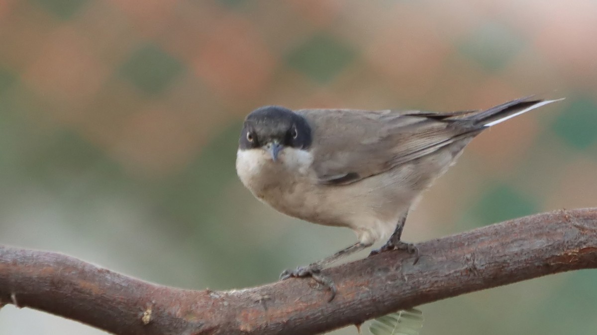 Eastern Orphean Warbler - ML625342120