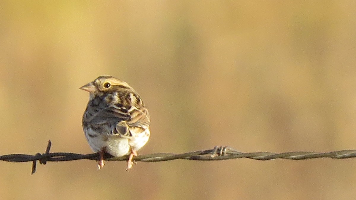 Savannah Sparrow - ML625342125
