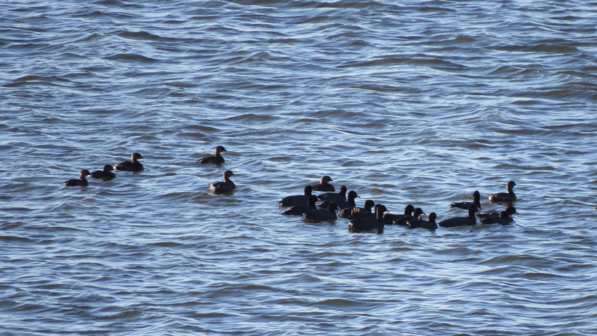 American Coot - ML625342136