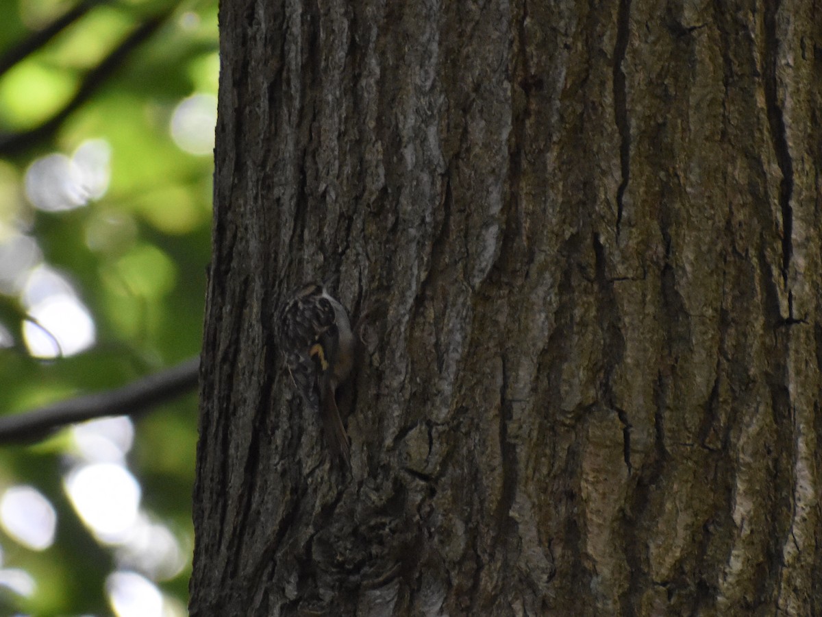 Short-toed Treecreeper - ML625342265