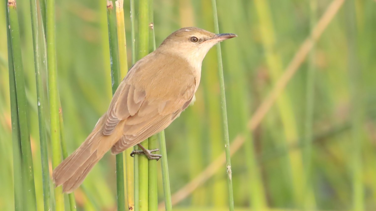 Clamorous Reed Warbler - ML625342343