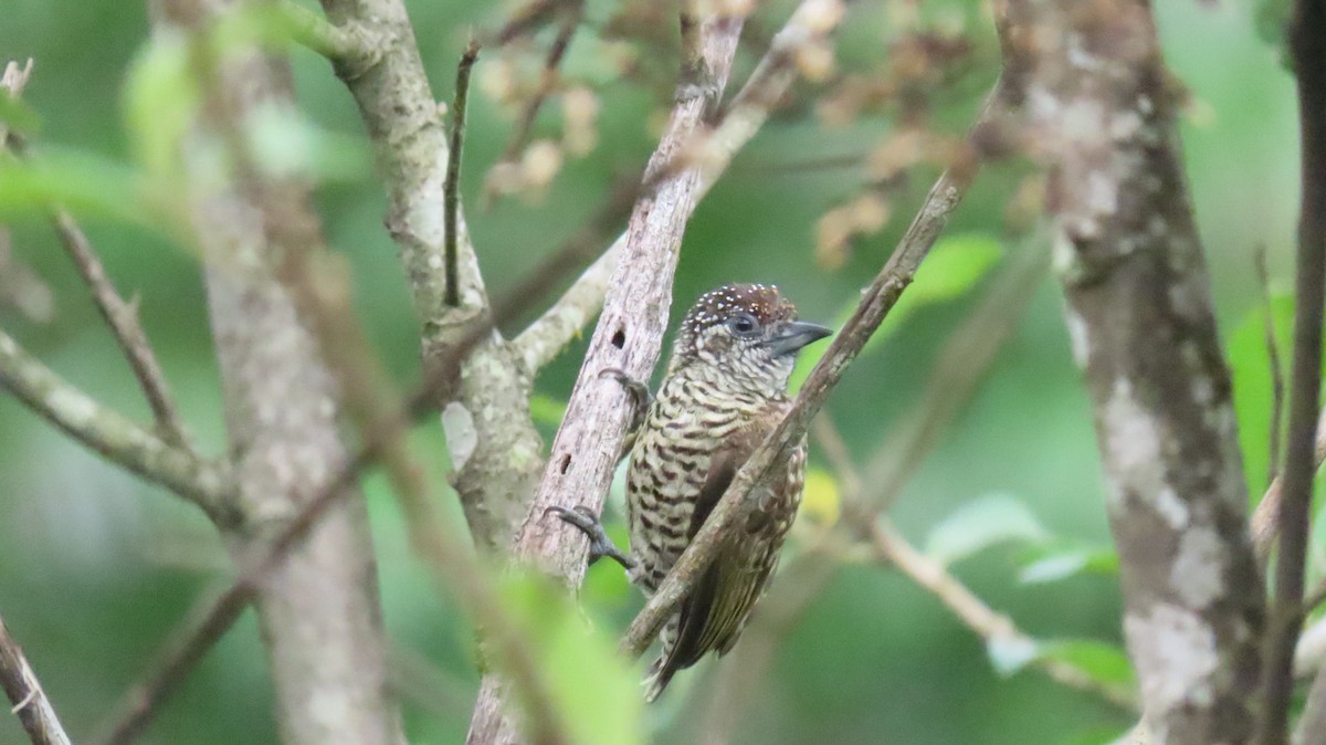 Lafresnaye's Piculet - ML625342349