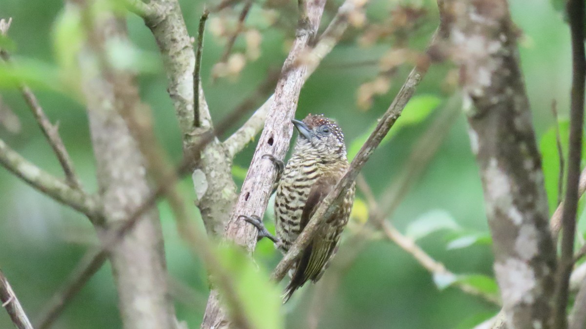 Lafresnaye's Piculet - Ann Kovich