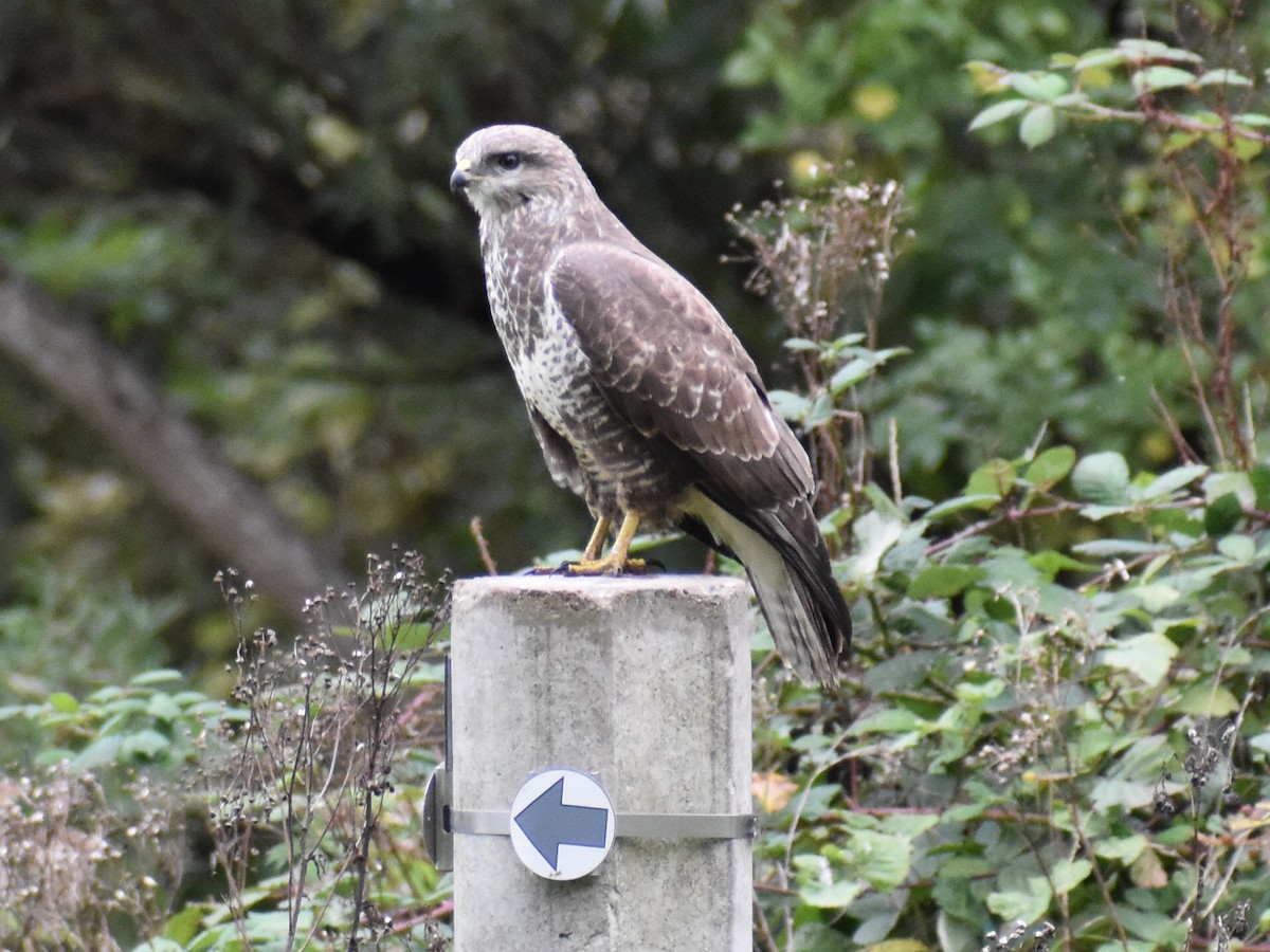 Common Buzzard - ML625342369