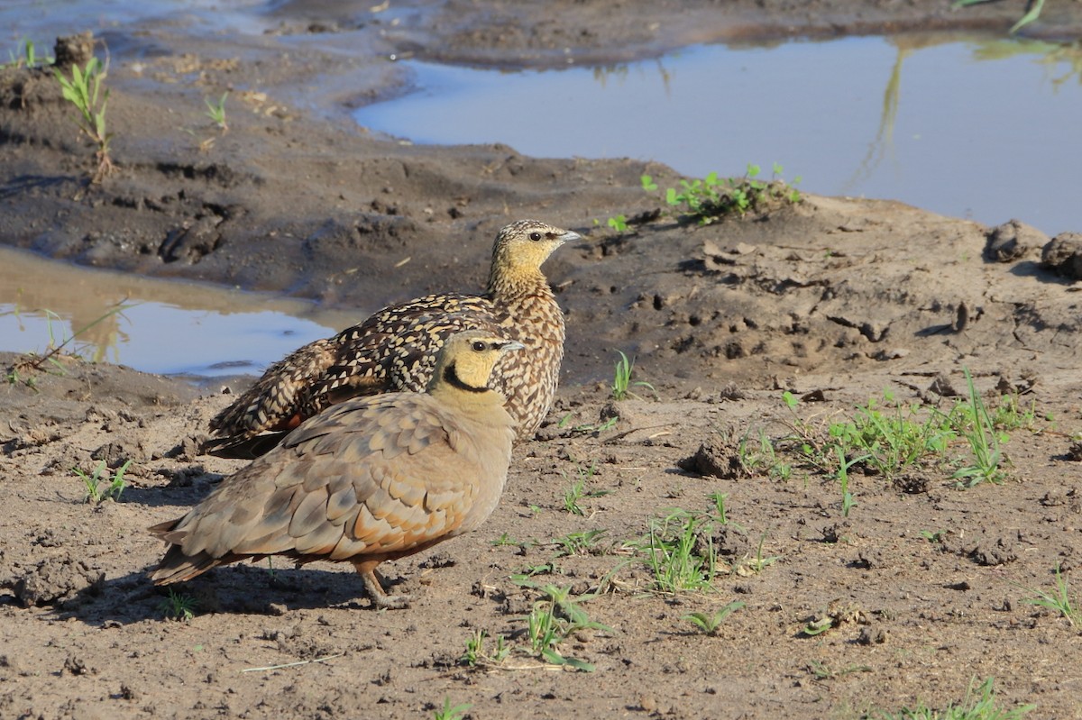 Yellow-throated Sandgrouse - ML625342476