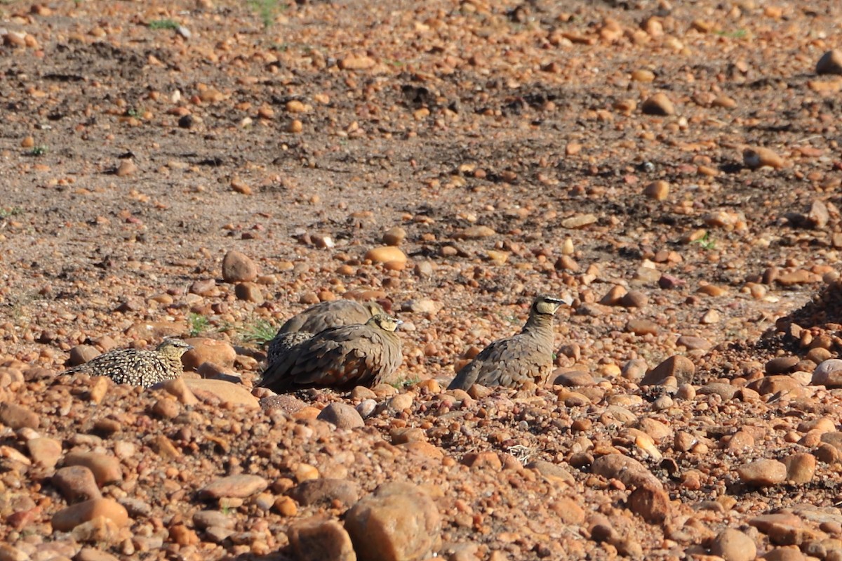 Yellow-throated Sandgrouse - ML625342477