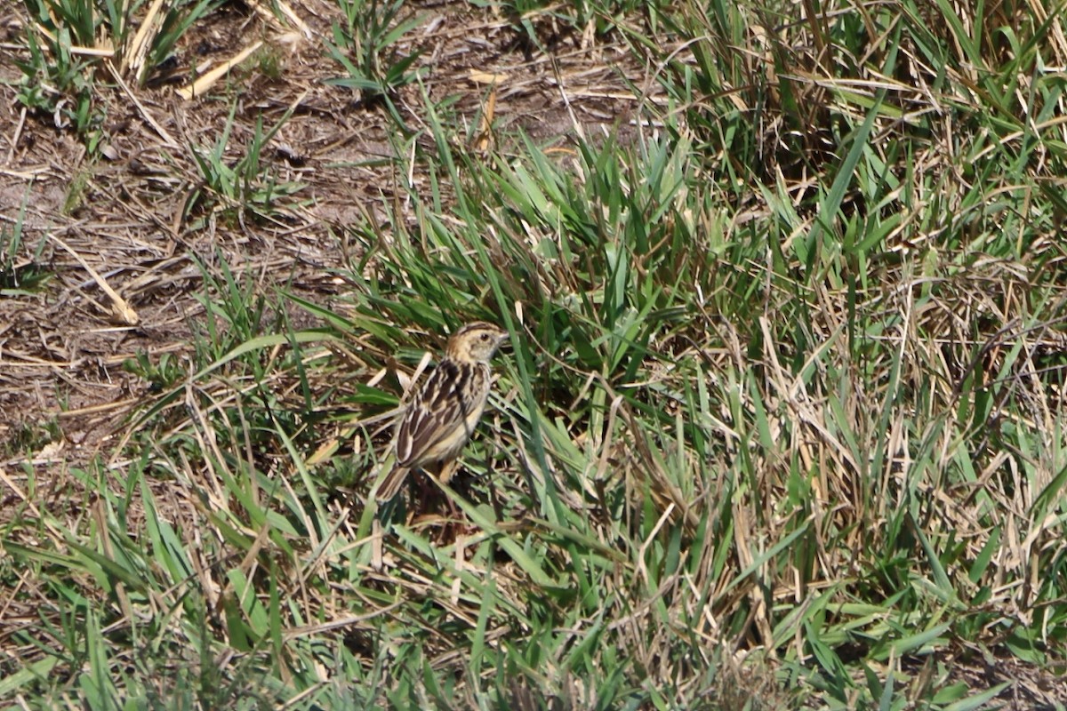 Pectoral-patch Cisticola - ML625342538