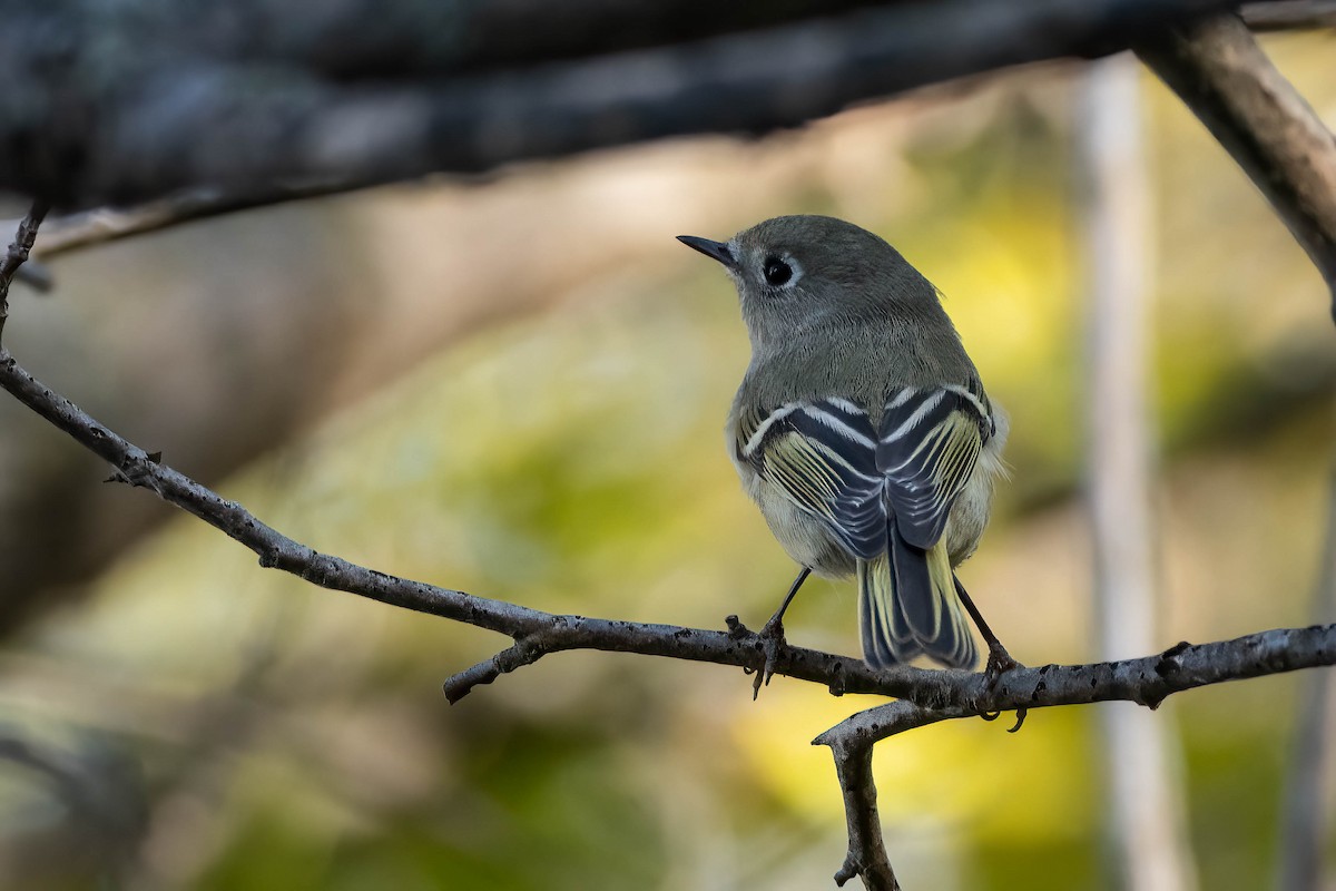 Ruby-crowned Kinglet - ML625342553