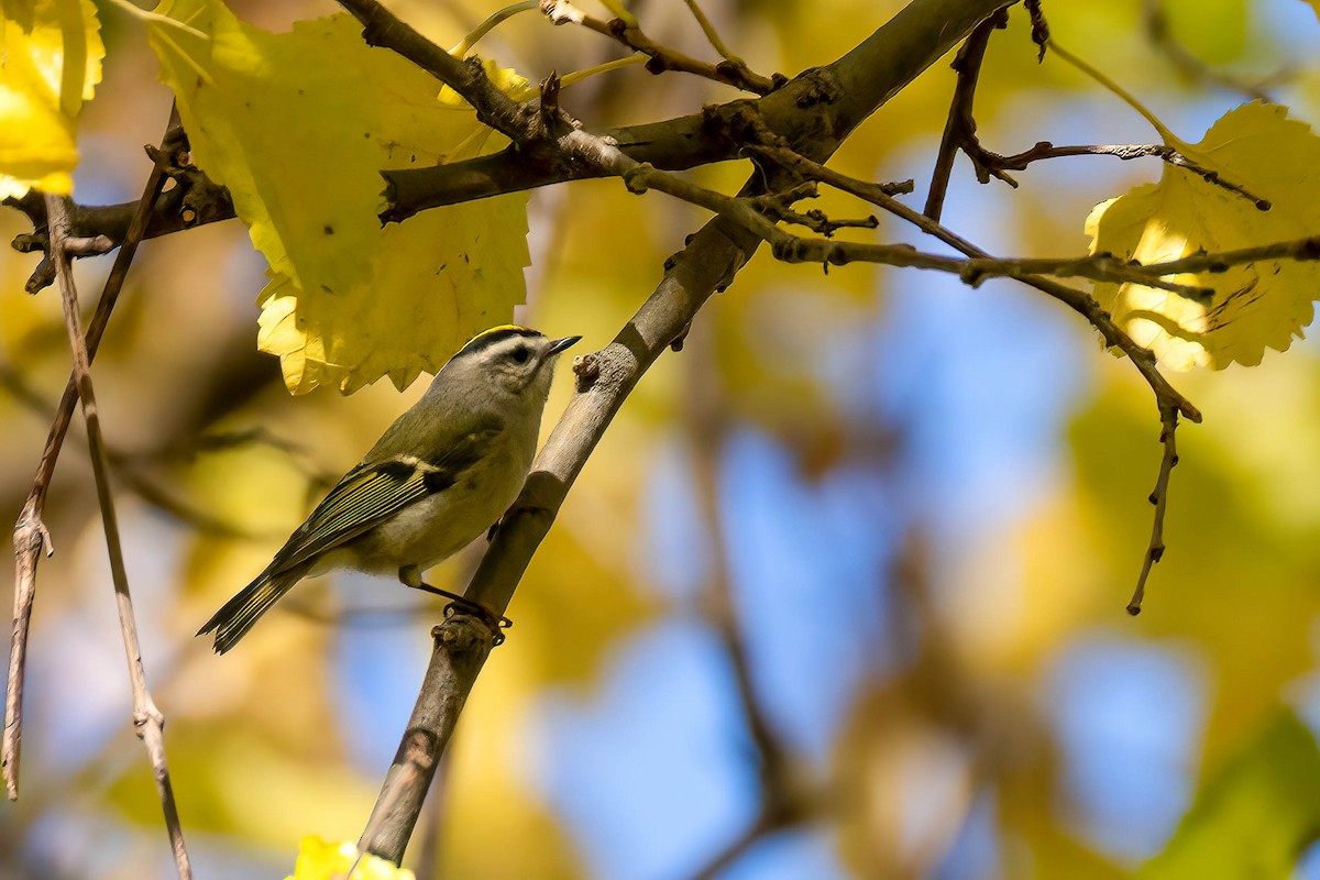 Golden-crowned Kinglet - Gustino Lanese