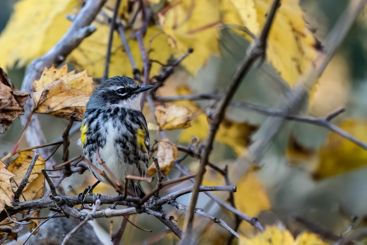 Yellow-rumped Warbler - ML625342558