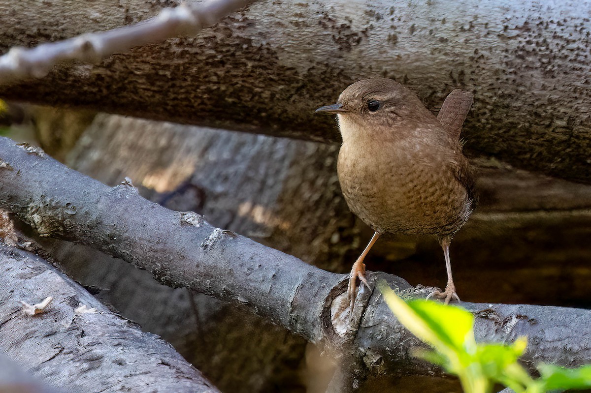 Winter Wren - ML625342636