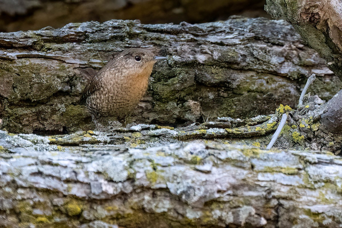 Winter Wren - ML625342637