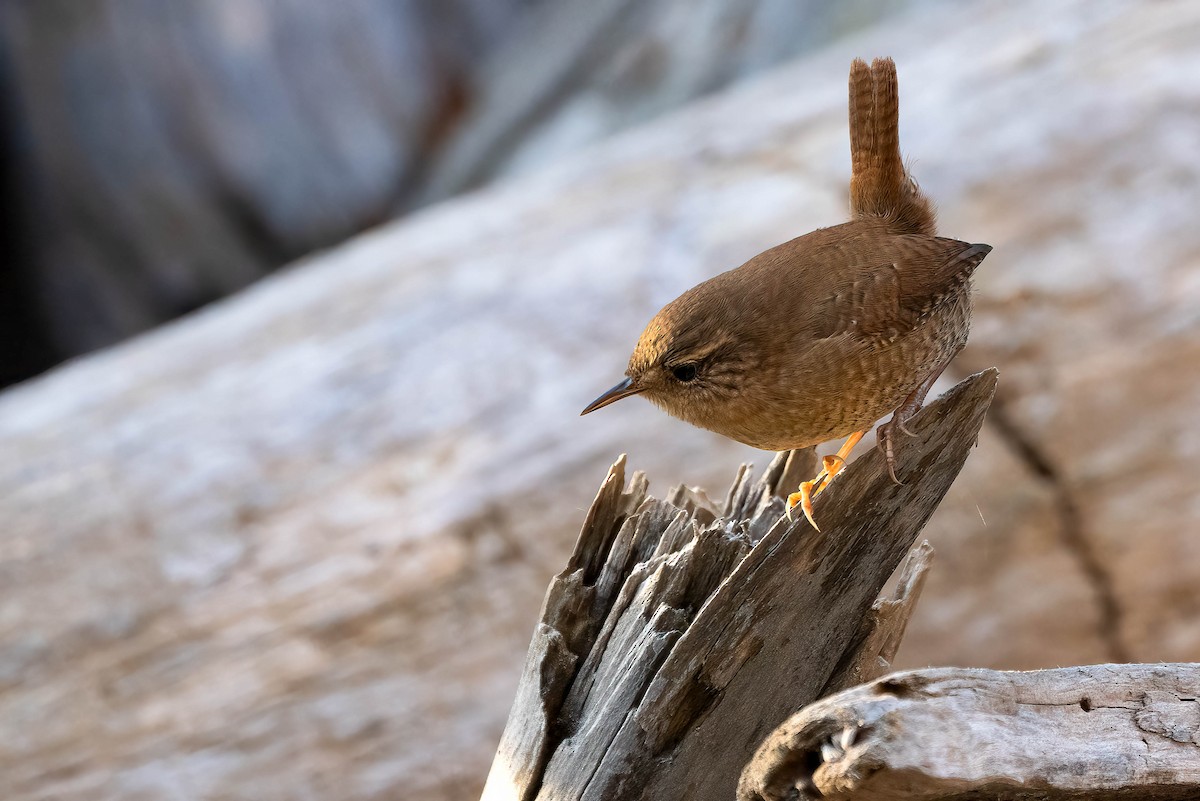 Winter Wren - ML625342638